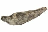 Fossil Sperm Whale (Scaldicetus) Tooth #78218-1